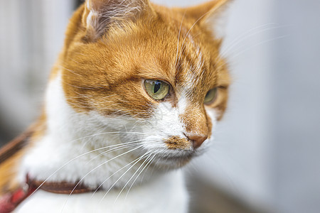 看见威胁的猫在准备跳跃 猫的情绪农场眼睛猫科宠物灰色小猫动物红色白色草地图片