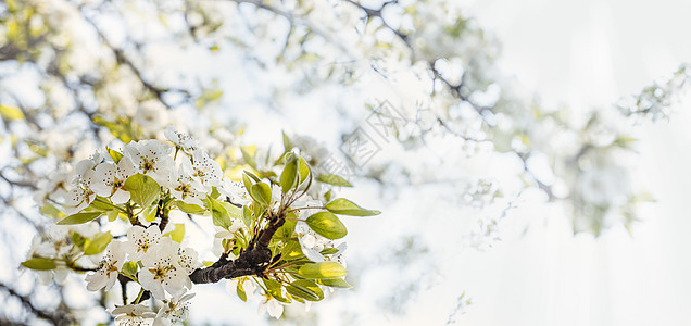 在阳光明媚的白天 棕梨树背景模糊 有春花生长水果枝条植物植物群田园诗季节园艺花园太阳图片