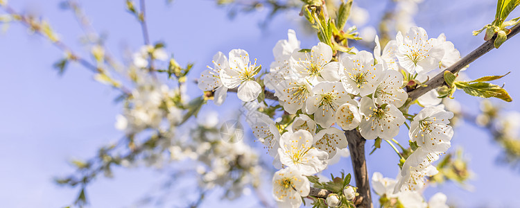 明亮的樱桃树背景 阳光明媚的白天有春花图片