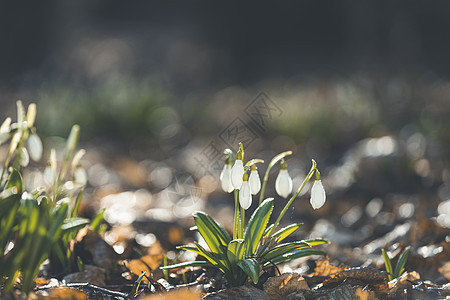 春林中美丽的雪滴 春花雪露出香气风景生长植物学林地花瓣植物群木头地毯投标图片