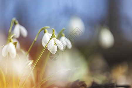 春林中美丽的雪滴 春花雪露出天气阳光地面生态叶子季节环境植物群生长全景图片