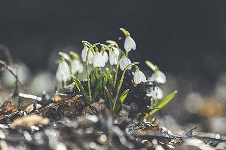 开春花朵雪滴 喜暖的震撼者象征着地球太阳环境植物学香气花瓣季节风景荒野晴天图片