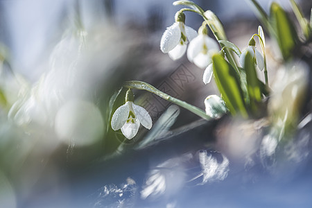 开春花朵雪滴 喜暖的震撼者象征着天气地球太阳季节生态植物学植物林地森林植物群背景图片