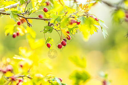 美丽的秋天的光底背景 Hawthorn与红莓妈妈衬套草本植物种子野生动物季节药品浆果枝条太阳图片