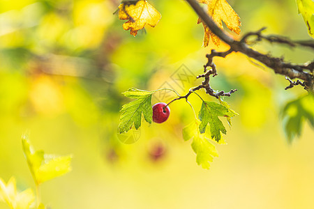 美丽的秋天的光底背景 Hawthorn与红莓草本植物妈妈独角兽食物植物衬套林地药品花园浆果图片