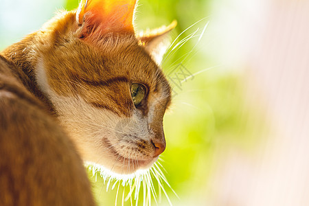 穿着红领的可爱白红猫 在花园里放松 关上门动物兽医猫咪姿势哺乳动物场地虎斑猫科动物小猫宠物图片
