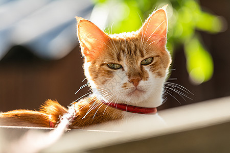 穿着红领的可爱白红猫 在花园里放松 关上门毛皮草地哺乳动物场地兽医宠物动物猫咪姿势猫科动物图片