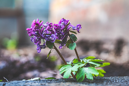 美丽的春花 自然本底图片