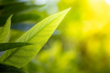 在花园的阳光下特写绿叶 自然黑色太阳植物生态环境绿色季节叶子生长美丽植物群图片