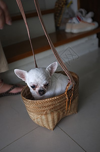 篮子中可爱的吉娃娃奶油自行车背景镜头柳条冒险宠物哺乳动物犬类食肉图片
