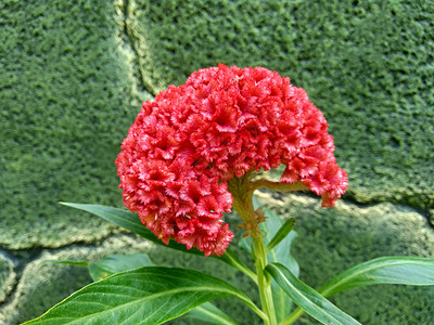 Cockoscomb 有天然背景的植物叶子植物学紫色雌蕊宏观场地园艺花瓣生植物鸡冠图片