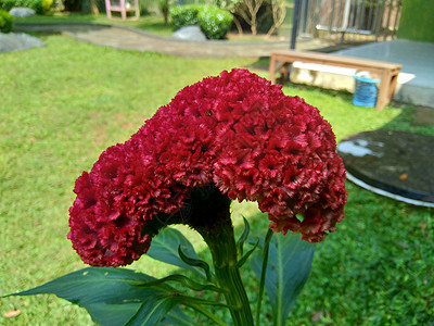 Cockoscomb 有天然背景的植物花瓣鸡冠花宏观干花玫瑰生植物植物群雌蕊叶子植物学图片