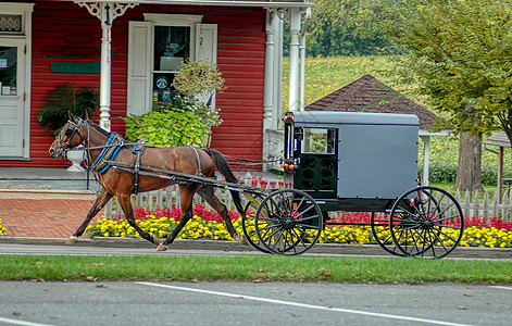 阿米西马与布戈特罗丁Amish Horse和在夏日运至乡村商店动物宗教越野车车皮哺乳动物旅行国家社区小路场地图片