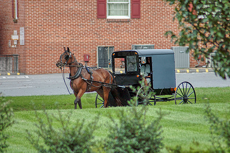 阿米西马与布戈特罗丁Amish Horse和在夏日运至乡村商店国家场地车皮动物农场车辆越野车运输小路农业图片