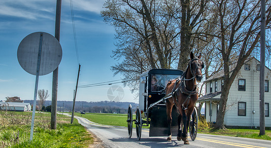 阿米西马与布戈特罗丁Amish Horse和在夏日运至乡村商店国家农业农场农村小路风景运输车皮大车宗教图片