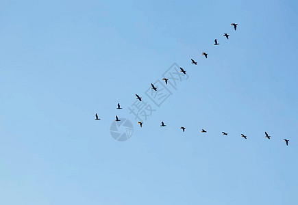 sk中的候鸟动物野生动物自由蓝天蓝色空气羽毛日落天空编队图片