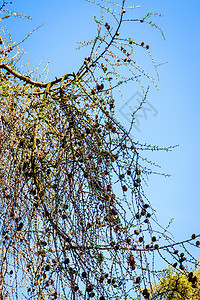 春天的树枝与美丽的蓝色 sk植物群太阳叶子季节白色天空植物绿色图片