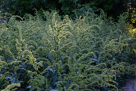 农村路边的马螺纹植物群漫滩草本植物花序植物芭蕉叶子宏观森林图片