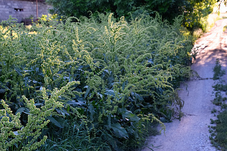 农村路边的马根茎野花叶子植物荒野药品森林植物群花园草本植物图片