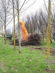 在公园里烧柴堆 烧旧树枝图片