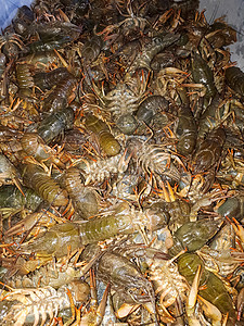 水桶里有龙虾 钓到龙鱼小龙虾海鲜贝类美食触手动物癌症动物群食物香料图片