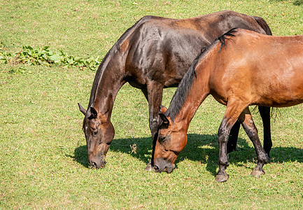 两匹棕色马在草地放牧的详情图片