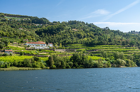 葡萄牙杜罗河岸上古金塔或葡萄园的老区藤蔓建筑爬坡旅行国家栽培场地港口农村种植园图片