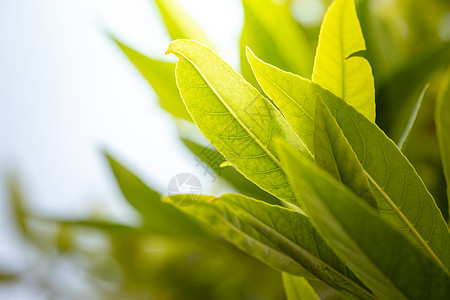 在花园的阳光下特写绿叶 自然黑色季节叶子晴天植物绿色植物植物群环境背景生态太阳图片