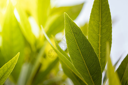 在花园的阳光下特写绿叶 自然黑色季节晴天生态环境绿色植物植物群叶子树叶太阳绿色图片