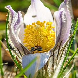 一只昆虫坐在花朵里图片