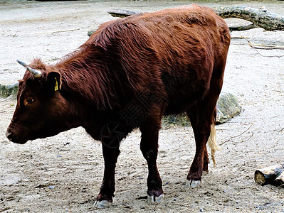 德国红高原牛站立图片