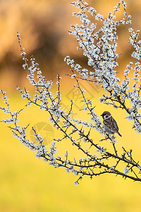 开花树中的欧亚树麻雀野生动物唱歌动物羽毛栖息森林小鸟花园荒野翅膀图片
