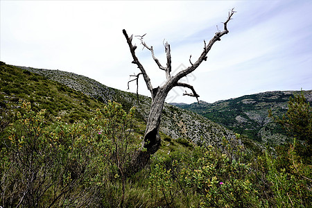 塞拉德彭的死树图片