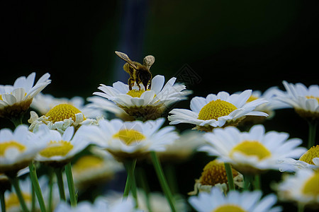 收集花粉的罗卡西姆花朵上蜜蜂图片