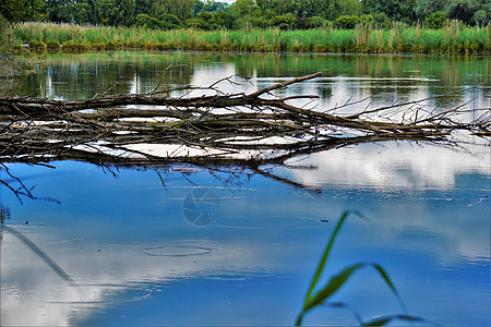 蓝色的平静湖 上面有树枝图片