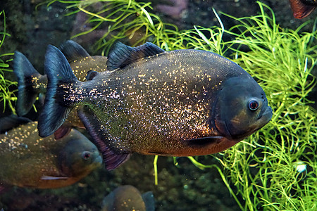 Piranha在水族馆游泳图片