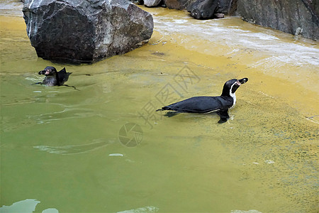两只洪堡企鹅在游泳池游泳图片