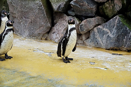 站在游泳池旁的洪堡企鹅群图片