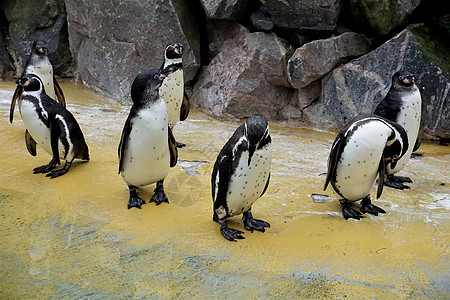 站在石墙前的洪堡企鹅群图片