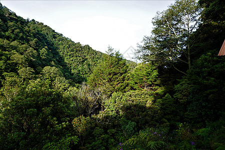 清晨在国家公园的雨林景象图片