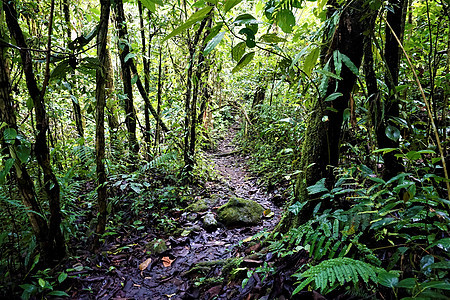 穿过拉斯奎布拉达斯的雨林图片