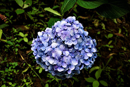 在发现蓝荷尔滕西亚花朵图片