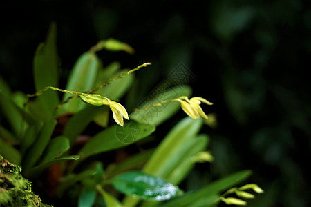 神秘花园里有不明的黄兰花花朵图片