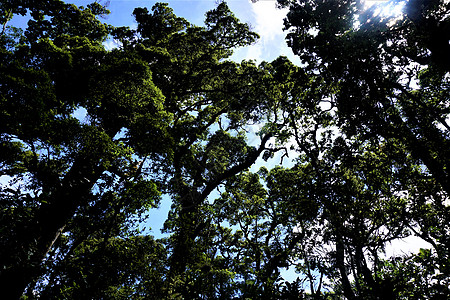 洛斯克察莱斯国家公园中的树木和天空图片