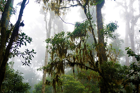 洛斯克察莱斯国家公园神秘的雾雾森林图片