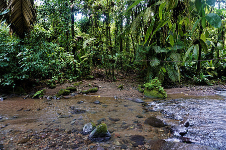 布劳利奥·卡里略国家公园的河流和丛林图片