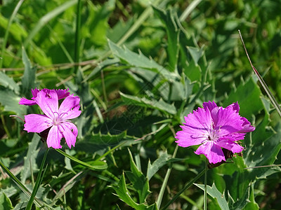 在草地上发现的阿赫达粉红色Dianthus 免费提供的白马匹利塔努斯图片