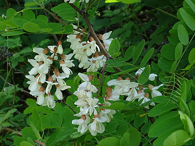 Robinia 伪冒卡西娅 - 黑蝗虫枝和白花图片