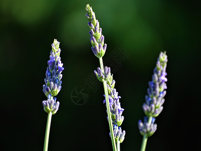 日光下紫色植物的花朵图片