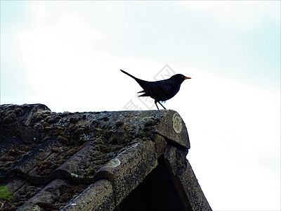 黑鸟坐在屋顶顶上看着图片